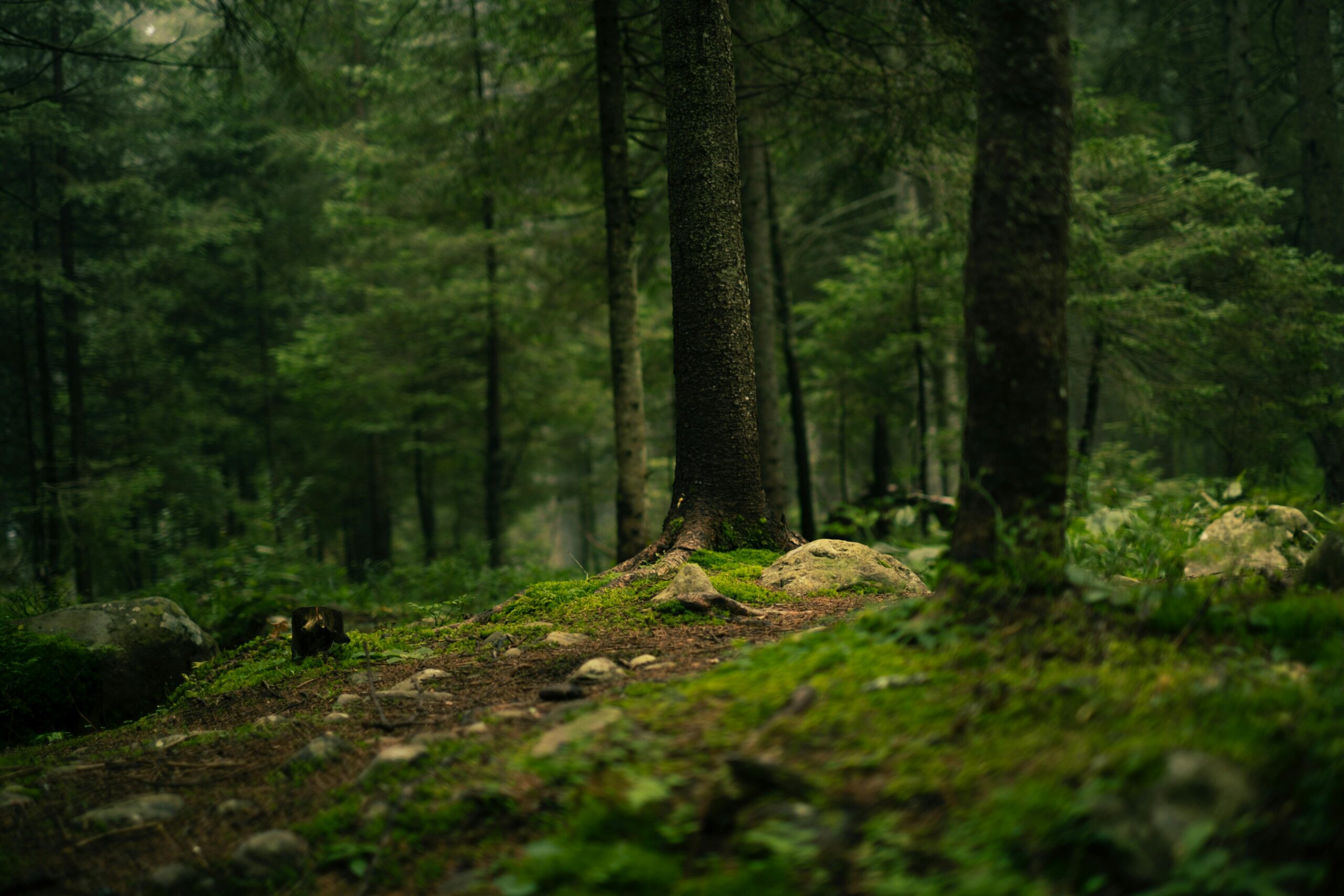 Calming Forest Find Peace Again Trauma and Anxiety Therapy in Hurst, TX and all across Texas online